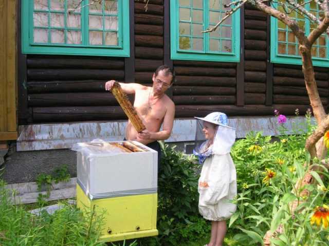 Продам: зимовалые семьи пчел. Пчелопакеты