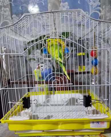 Продам: Пара волнистых попугаев с клеткой