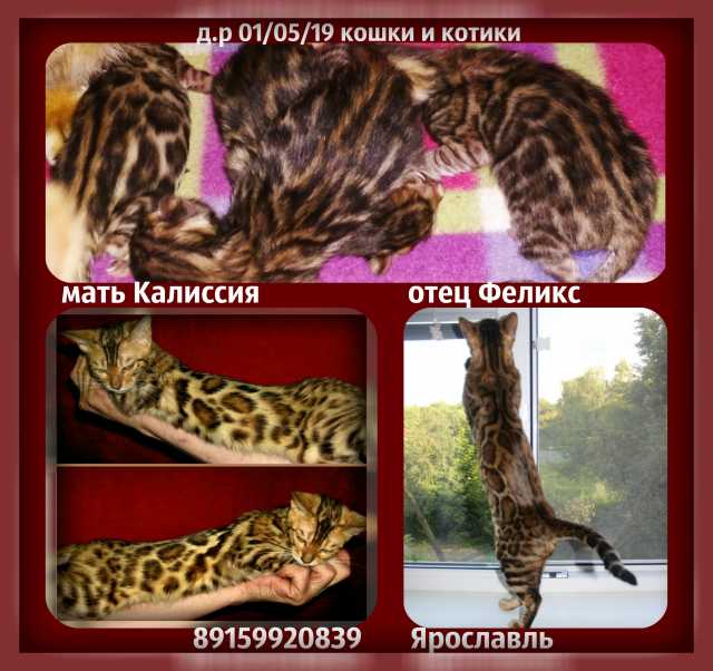 Продам: Бенгальские котята, крупная розетка
