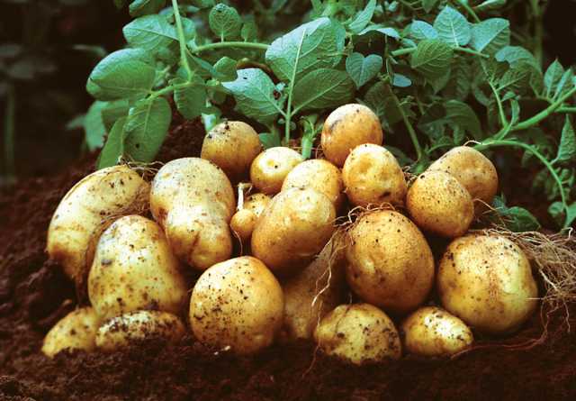 Продам: Ранний картофель, урожай 2019 год