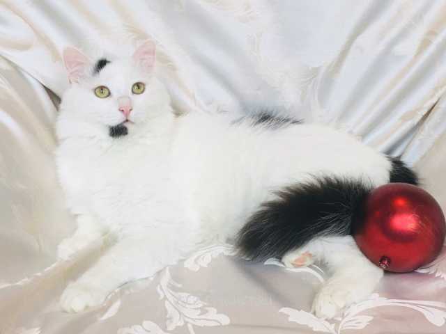 Отдам даром: Роскошный молодой котик Балу