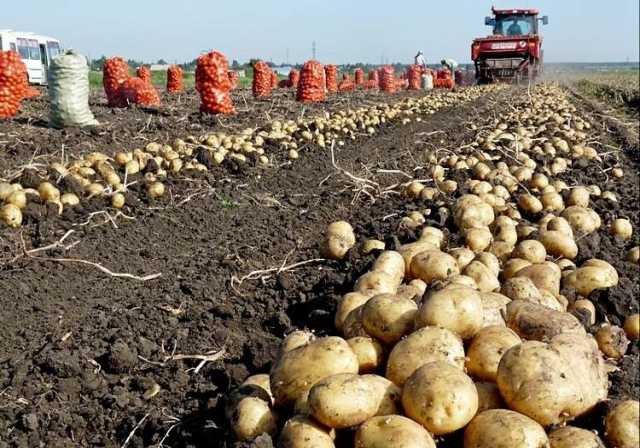 Продам: Картофель оптом в Краснодарском крае