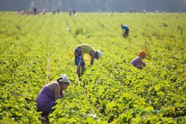 Вакансия: Рабочие на поля