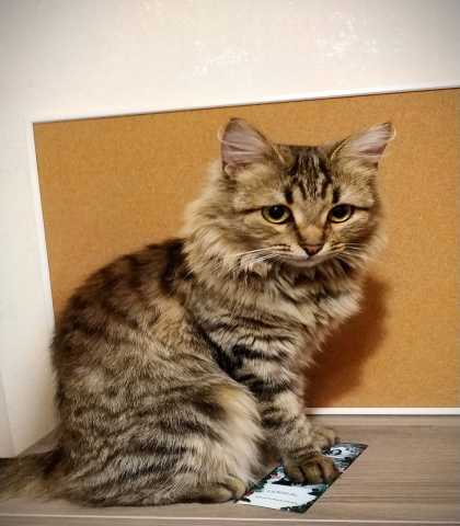 Отдам даром: красивая сибирская кошка в дар