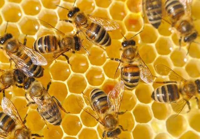 Продам: улии с пчёлами