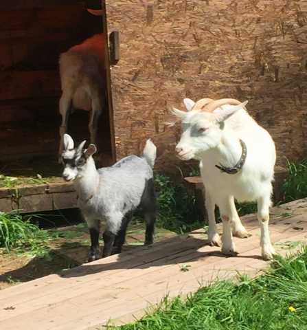 Продам: Продаются две зааненские козы