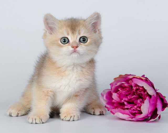 Продам: Британские котята. Качество и красота