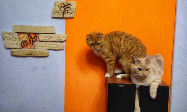Отдам даром: Кот шотландский кремовый кошка британска