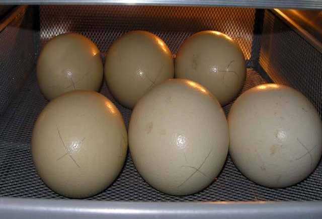 Продам: Инкубационное яйцо африканского страуса