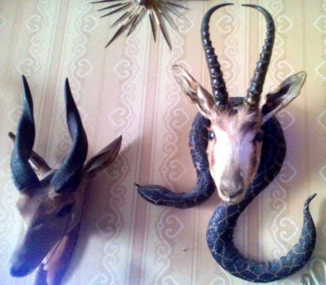 Продам: Коллекция чучел оленей, антилоп, змей