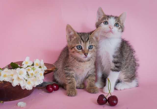 Отдам даром: Изя и Зяма, замечательные малыши котята