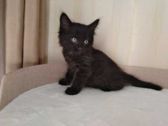 Отдам даром: Пушистый черный котенок Томас, 1,5 мес