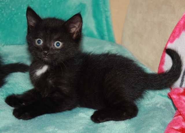 Отдам даром: Черный котенок карапузик 1, 5 мес в добр