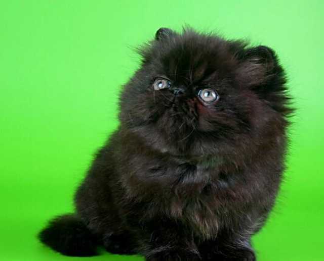 Продам: котенок персидский