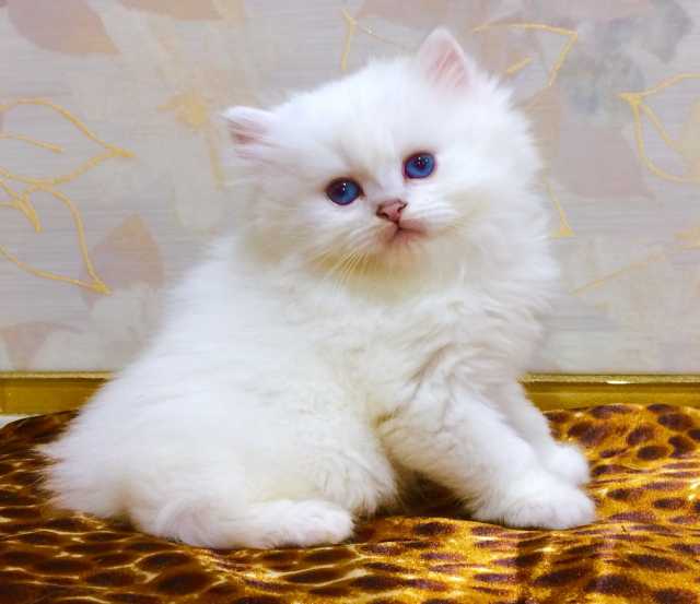 Продам: котята с голубыми глазками