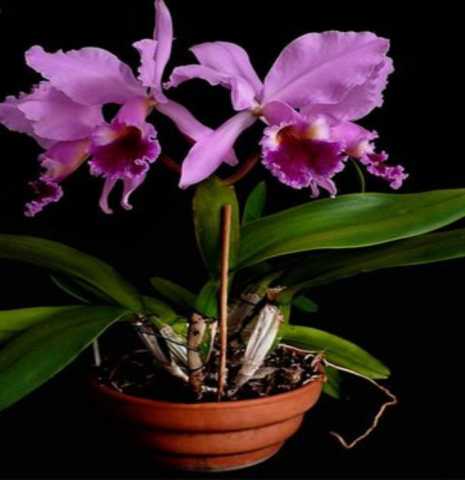 Приму в дар: Орхидея