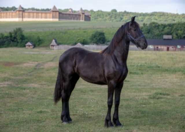Продам: Фризская лошадь