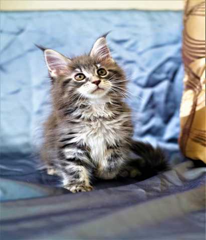 Продам: Клубный котенок Мейн Кун