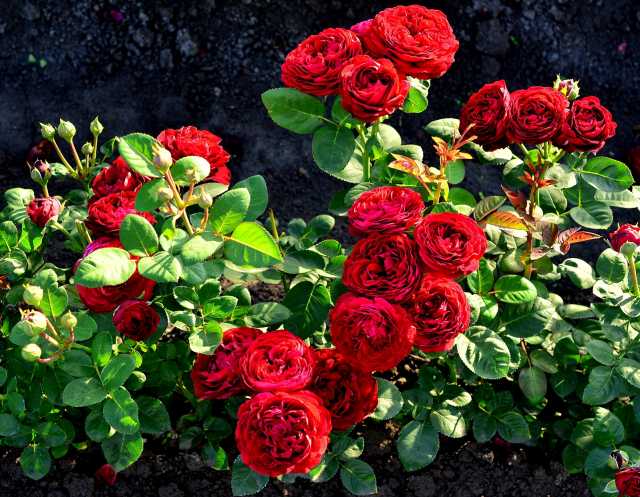 Продам: Саженцы розы отечественной селекции