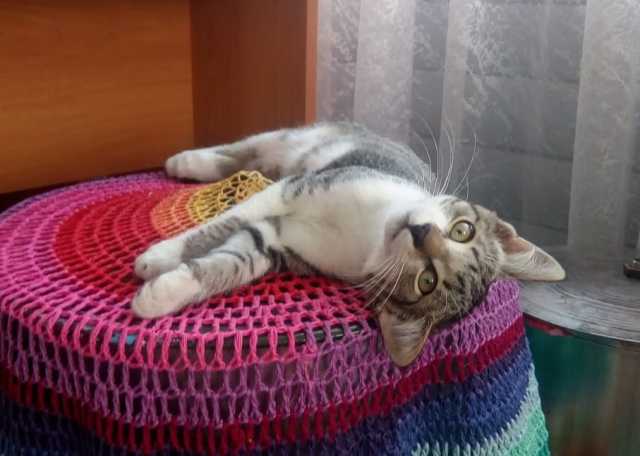 Отдам даром: Маленького котенка серо-тигровой окраски