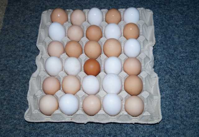 Продам: Куриное домашнее яйцо
