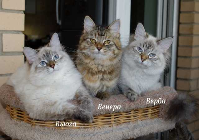 Продам: Сибирские котята различных окрасов