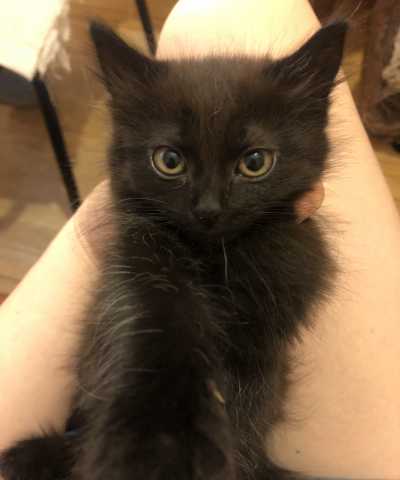 Отдам даром: Черная кошечка котенок в хорошие руки