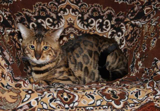 Продам: вязка с бенгальским котом