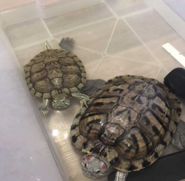 Отдам даром: Черепахи красноухие