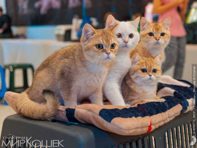 Продам: Продажа породистых котят на выставках