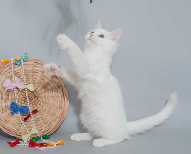 Отдам даром: Белые котята-близнецы, пушистые красавцы