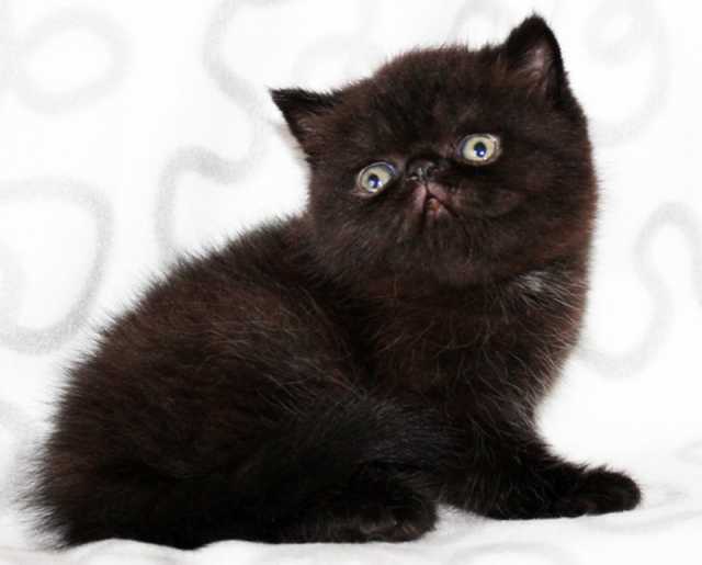Продам: Экзотический чёрный котик
