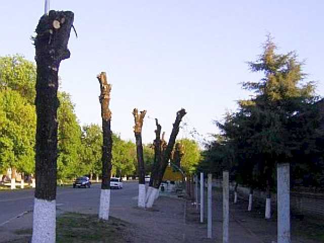 Предложение: Спил деревьев в Перми и области