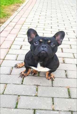 Продам: Умнейший щенок французского бульдога мал
