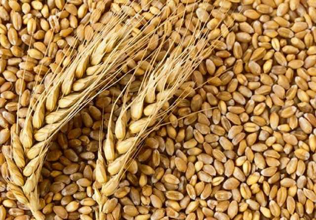 Продам: Пшеница 3-4 класса
