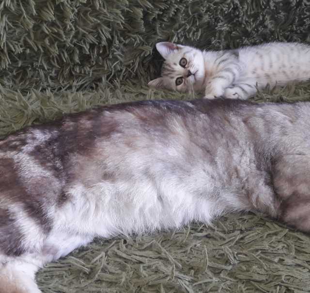 Продам: Шотлпндский чистокровный котенок