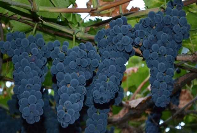 Продам: Виноград винных сортов