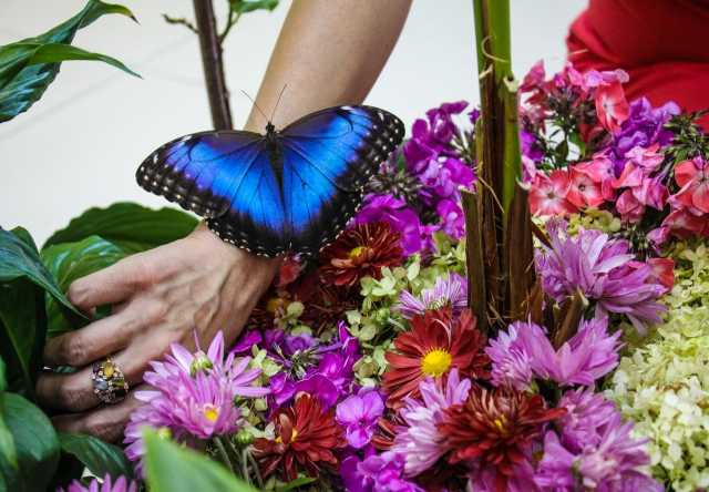 Предложение: Мини-парк живых тропических бабочек