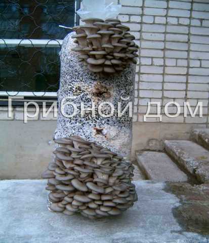Продам: Полиэтиленовые пакеты для грибных блоков
