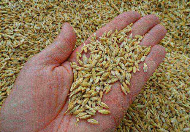 Продам: Пшеница и ячмень новый урожай
