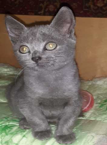 Продам: Замечательный серый котенок