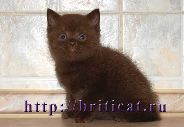 Продам: Британские плюшевые шоколадные котята