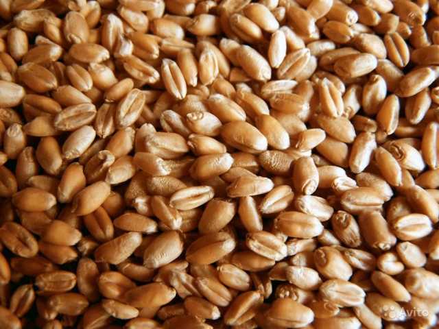Продам: Семена озимой пшеницы