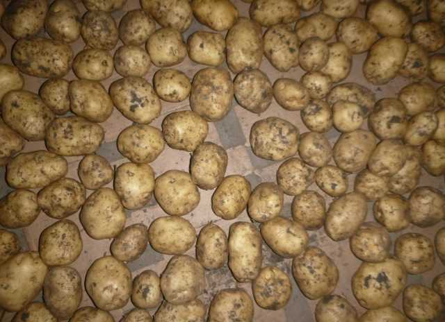 Продам: Продам свежий картофель, урожай 2019 год