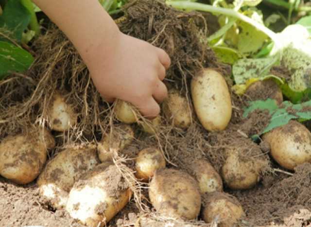 Продам: Картофель урожай 2019 Гала Шемурша