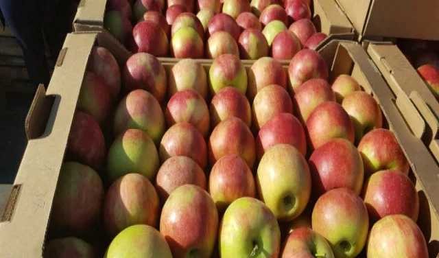 Продам: Яблоки оптом напрямую из садов Краснодар