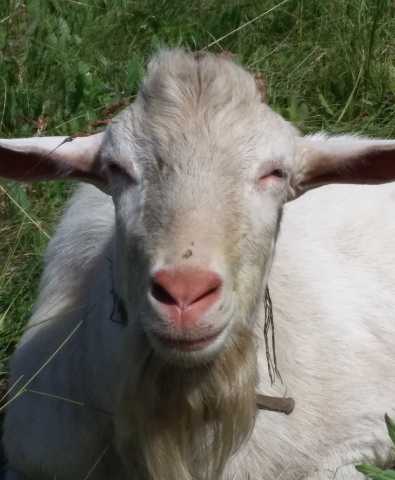 Продам: вязка коз
