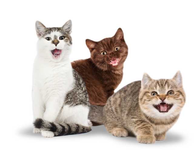 Предложение: СТЕРИЛИЗАЦИЯ кошки в Краснодаре