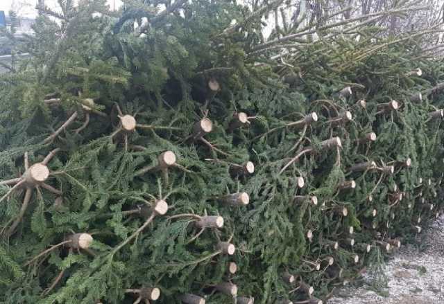 Продам: елки живые к празднику