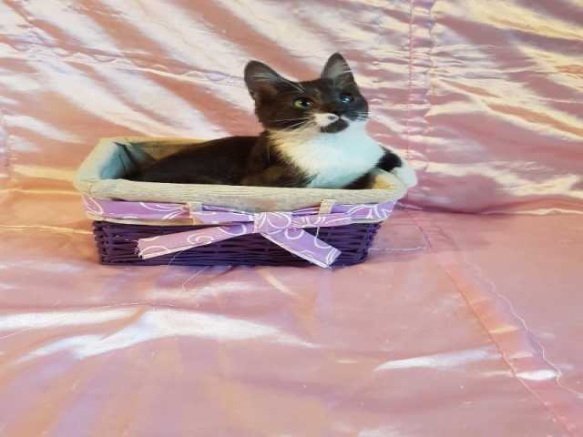 добрые руки краснотурьинск. породистые котята в добрые. котята в добрые руки химки. 10 рублей с котенком. котята в коломне в хорошие руки.